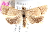  (Imma arisceles - CCDB-24283-H08)  @11 [ ] CreativeCommons - Attribution (2015) CBG Photography Group Centre for Biodiversity Genomics