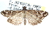  ( - CCDB-24284-B10)  @11 [ ] CreativeCommons - Attribution (2015) CBG Photography Group Centre for Biodiversity Genomics