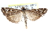  (Loxostege frustalis - CCDB-24284-B11)  @13 [ ] CreativeCommons - Attribution (2015) CBG Photography Group Centre for Biodiversity Genomics