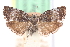  ( - CCDB-24284-E02)  @11 [ ] CreativeCommons - Attribution (2015) CBG Photography Group Centre for Biodiversity Genomics