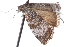  ( - CCDB-24284-E03)  @11 [ ] CreativeCommons - Attribution (2015) CBG Photography Group Centre for Biodiversity Genomics