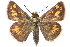 (Polites peckius - CCDB-24284-F10)  @15 [ ] CreativeCommons - Attribution (2015) CBG Photography Group Centre for Biodiversity Genomics