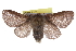  (Malacosoma incurvum azteca - CCDB-24285-B05)  @14 [ ] CreativeCommons - Attribution (2015) CBG Photography Group Centre for Biodiversity Genomics