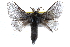  ( - CCDB-24285-C10)  @14 [ ] CreativeCommons - Attribution (2015) CBG Photography Group Centre for Biodiversity Genomics