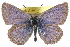 ( - CCDB-24285-D05)  @11 [ ] CreativeCommons - Attribution (2015) CBG Photography Group Centre for Biodiversity Genomics