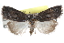  ( - CCDB-24285-F07)  @11 [ ] CreativeCommons - Attribution (2015) CBG Photography Group Centre for Biodiversity Genomics