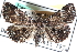  (Metalectra tantillus - CCDB-24285-G01)  @14 [ ] CreativeCommons - Attribution (2015) CBG Photography Group Centre for Biodiversity Genomics
