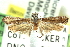  ( - CCDB-24286-F09)  @11 [ ] CreativeCommons - Attribution (2015) CBG Photography Group Centre for Biodiversity Genomics