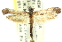  ( - CCDB-24286-F11)  @11 [ ] CreativeCommons - Attribution (2015) CBG Photography Group Centre for Biodiversity Genomics