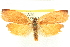  ( - CCDB-24286-G02)  @11 [ ] CreativeCommons - Attribution (2015) CBG Photography Group Centre for Biodiversity Genomics