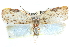  ( - CCDB-28561-A02)  @14 [ ] CreativeCommons - Attribution (2015) CBG Photography Group Centre for Biodiversity Genomics