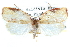  (Nedenia - CCDB-28561-A03)  @15 [ ] CreativeCommons - Attribution (2015) CBG Photography Group Centre for Biodiversity Genomics