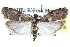  ( - CCDB-28561-A06)  @15 [ ] CreativeCommons - Attribution (2015) CBG Photography Group Centre for Biodiversity Genomics
