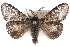  ( - CCDB-28561-C04)  @11 [ ] CreativeCommons - Attribution (2015) CBG Photography Group Centre for Biodiversity Genomics