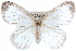  (Eloria - CCDB-28561-D01)  @15 [ ] CreativeCommons - Attribution (2015) CBG Photography Group Centre for Biodiversity Genomics