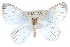  ( - CCDB-28561-D02)  @14 [ ] CreativeCommons - Attribution (2015) CBG Photography Group Centre for Biodiversity Genomics