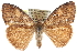  ( - CCDB-28561-D11)  @15 [ ] CreativeCommons - Attribution (2015) CBG Photography Group Centre for Biodiversity Genomics