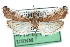  (Ectomyelois muriscis - CCDB-28562-A05)  @14 [ ] CreativeCommons - Attribution (2015) CBG Photography Group Centre for Biodiversity Genomics