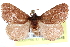  ( - CCDB-28562-B01)  @14 [ ] CreativeCommons - Attribution (2015) CBG Photography Group Centre for Biodiversity Genomics