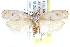  (Cerconota anonella - CCDB-28562-C02)  @14 [ ] CreativeCommons - Attribution (2015) CBG Photography Group Centre for Biodiversity Genomics