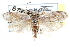  ( - CCDB-28562-C03)  @11 [ ] CreativeCommons - Attribution (2015) CBG Photography Group Centre for Biodiversity Genomics