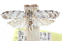  ( - CCDB-28562-C06)  @11 [ ] CreativeCommons - Attribution (2015) CBG Photography Group Centre for Biodiversity Genomics
