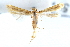  ( - CCDB-28562-E08)  @11 [ ] CreativeCommons - Attribution (2015) CBG Photography Group Centre for Biodiversity Genomics