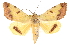  ( - CCDB-28562-E10)  @15 [ ] CreativeCommons - Attribution (2015) CBG Photography Group Centre for Biodiversity Genomics
