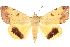  ( - CCDB-28562-E11)  @11 [ ] CreativeCommons - Attribution (2015) CBG Photography Group Centre for Biodiversity Genomics