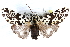  ( - CCDB-28562-F08)  @11 [ ] CreativeCommons - Attribution (2015) CBG Photography Group Centre for Biodiversity Genomics