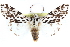 ( - CCDB-28562-F09)  @11 [ ] CreativeCommons - Attribution (2015) CBG Photography Group Centre for Biodiversity Genomics