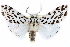  ( - CCDB-28562-F10)  @11 [ ] CreativeCommons - Attribution (2015) CBG Photography Group Centre for Biodiversity Genomics