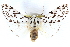  ( - CCDB-28562-F11)  @11 [ ] CreativeCommons - Attribution (2015) CBG Photography Group Centre for Biodiversity Genomics