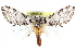  (Hypercompe cermelli - CCDB-28562-G01)  @15 [ ] CreativeCommons - Attribution (2015) CBG Photography Group Centre for Biodiversity Genomics