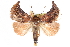  (Diehlea - CCDB-28563-A12)  @14 [ ] CreativeCommons - Attribution (2015) CBG Photography Group Centre for Biodiversity Genomics