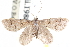  (Idaea minuta - CCDB-28563-E02)  @11 [ ] CreativeCommons - Attribution (2015) CBG Photography Group Centre for Biodiversity Genomics