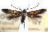  ( - CCDB-28563-E07)  @11 [ ] CreativeCommons - Attribution (2015) CBG Photography Group Centre for Biodiversity Genomics