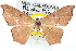  (Gnamptoloma rubra - CCDB-28563-G12)  @11 [ ] CreativeCommons - Attribution (2015) CBG Photography Group Centre for Biodiversity Genomics