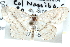  (Scopula undilinea - CCDB-28563-H11)  @11 [ ] CreativeCommons - Attribution (2015) CBG Photography Group Centre for Biodiversity Genomics