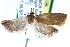  ( - CCDB-28565-B06)  @13 [ ] CreativeCommons - Attribution (2015) CBG Photography Group Centre for Biodiversity Genomics