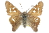  ( - CCDB-28950-B11)  @11 [ ] CreativeCommons - Attribution (2016) CBG Photography Group Centre for Biodiversity Genomics