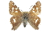  ( - CCDB-28950-B12_NGS)  @11 [ ] CreativeCommons - Attribution (2016) Jacopo DErcole Centre for Biodiversity Genomics