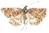  (Pyrausta rindgei - CCDB-28951-A06)  @14 [ ] CreativeCommons - Attribution (2016) CBG Photography Group Centre for Biodiversity Genomics