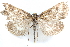  (Pyrausta arizonensis - CCDB-28951-A07)  @11 [ ] CreativeCommons - Attribution (2016) CBG Photography Group Centre for Biodiversity Genomics