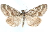  ( - CCDB-28951-A08)  @11 [ ] CreativeCommons - Attribution (2016) CBG Photography Group Centre for Biodiversity Genomics