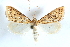  ( - CCDB-28951-B04)  @11 [ ] CreativeCommons - Attribution (2016) CBG Photography Group Centre for Biodiversity Genomics