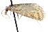  ( - CCDB-28951-B05)  @11 [ ] CreativeCommons - Attribution (2016) CBG Photography Group Centre for Biodiversity Genomics