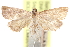  ( - CCDB-28951-D04)  @11 [ ] CreativeCommons - Attribution (2016) CBG Photography Group Centre for Biodiversity Genomics