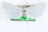  ( - CCDB-28951-E02)  @11 [ ] CreativeCommons - Attribution (2016) CBG Photography Group Centre for Biodiversity Genomics