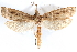  ( - CCDB-28951-F06)  @14 [ ] CreativeCommons - Attribution (2016) CBG Photography Group Centre for Biodiversity Genomics